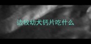 边牧幼犬钙片吃什么