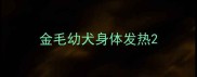 金毛幼犬身体发热