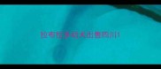 拉布拉多幼犬出售四川