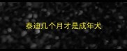 泰迪几个月才是成年犬