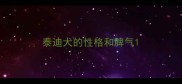泰迪犬的性格和脾气