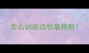 怎么训练边牧拿拖鞋