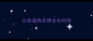 公泰迪狗发情多长时间