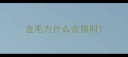 金毛为什么会狼叫
