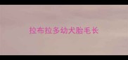拉布拉多幼犬胎毛长
