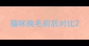 猫咪换毛前后对比