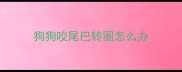 狗狗咬尾巴转圈怎么办