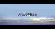 大头金毛哪里出售