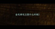 金毛掉毛注意什么时候