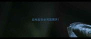 拉布拉多全鸡架喂养