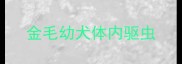 金毛幼犬体内驱虫