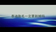 泰迪胎毛一定要剃掉吗