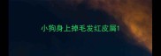 小狗身上掉毛发红皮屑