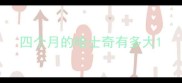 四个月的哈士奇有多大