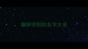 猫咪特别的名字大全