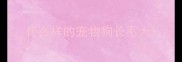 什么样的宠物狗长不大