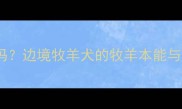 边牧天生会牧羊吗边境牧羊犬的牧羊本能与后天训练全攻略