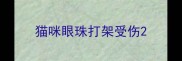 猫咪眼珠打架受伤
