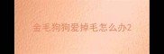 金毛狗狗爱掉毛怎么办