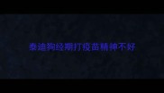 泰迪狗经期打疫苗精神不好