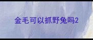 金毛可以抓野兔吗