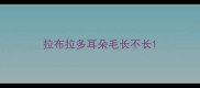 拉布拉多耳朵毛长不长