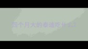 四个月大的泰迪吃什么