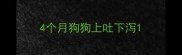 4个月狗狗上吐下泻