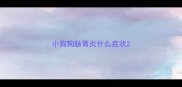 小狗狗肠胃炎什么症状