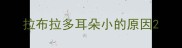 拉布拉多耳朵小的原因