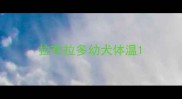 拉布拉多幼犬体温