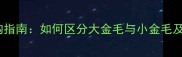 金毛犬选购指南如何区分大金毛与小金毛及饲养要点