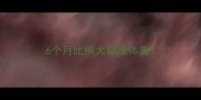 6个月比熊犬标准体重