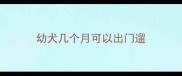 幼犬几个月可以出门遛