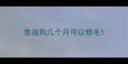 泰迪狗几个月可以修毛