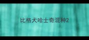 比格犬哈士奇混种