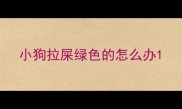小狗拉屎绿色的怎么办