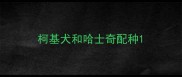 柯基犬和哈士奇配种