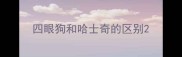 四眼狗和哈士奇的区别