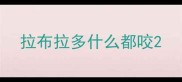 拉布拉多什么都咬