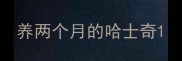 养两个月的哈士奇