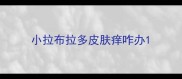 小拉布拉多皮肤痒咋办