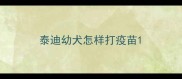 泰迪幼犬怎样打疫苗