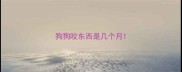 狗狗咬东西是几个月