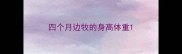 四个月边牧的身高体重