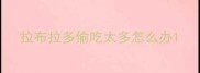 拉布拉多偷吃太多怎么办