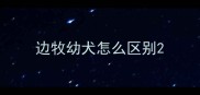 边牧幼犬怎么区别