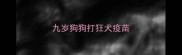 九岁狗狗打狂犬疫苗