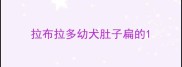 拉布拉多幼犬肚子扁的