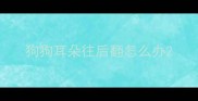 狗狗耳朵往后翻怎么办